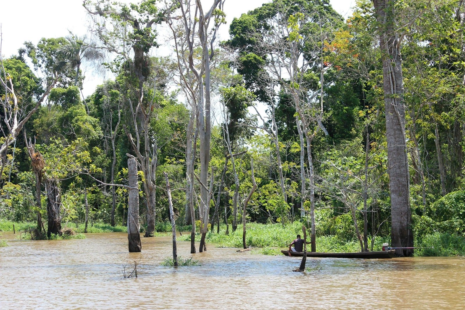Amazon flooded forest