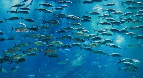 Sea. Ocean.Life under water.Fish. Blue. Nature, natural, maldivas, Sri Lanka, water world wild world