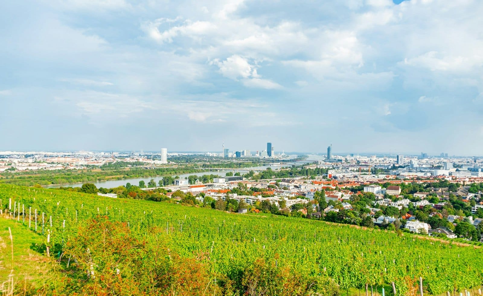 Vineyard rows on a hill in Vienna Austria Nusserg area, View on Vienna City