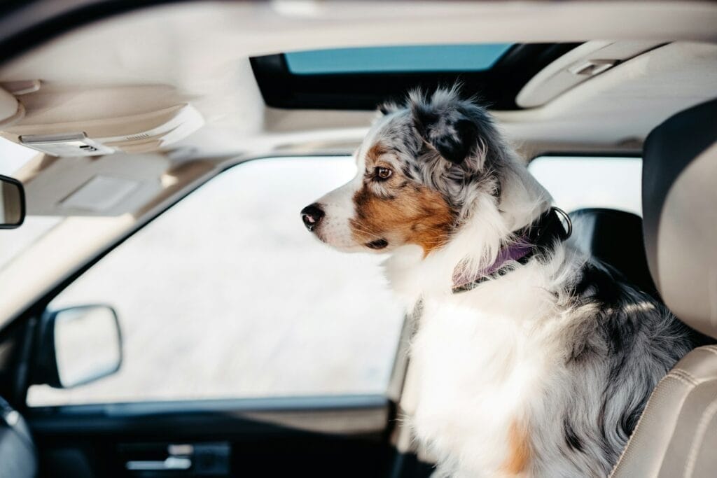 Traveling with your pet by car.