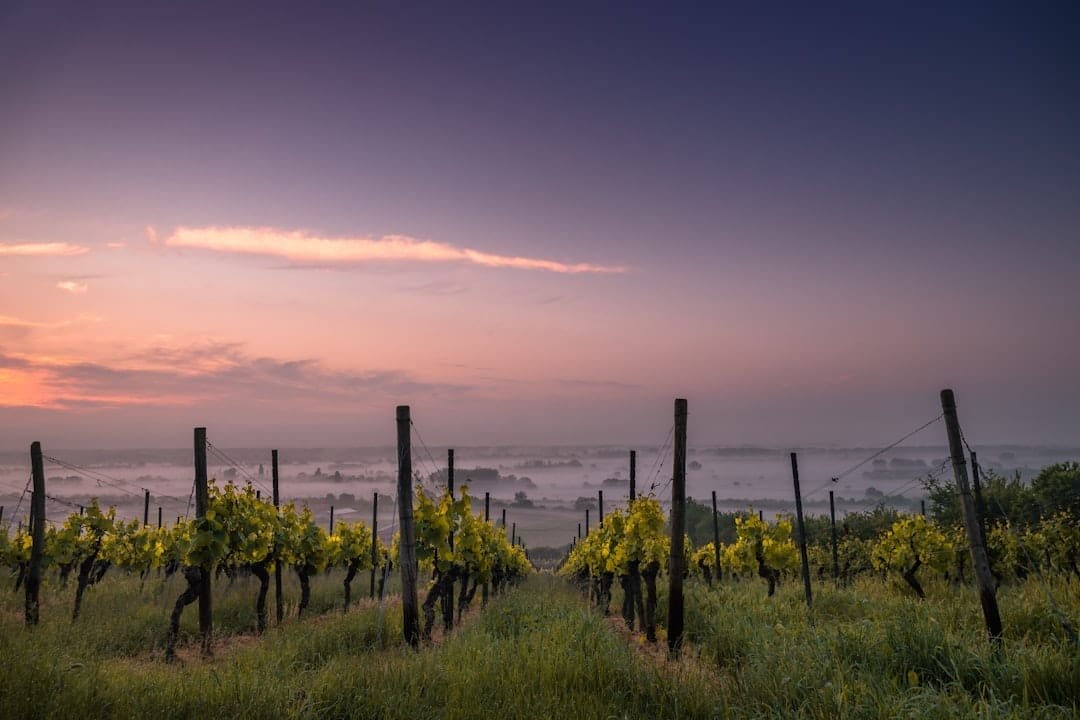 Photo Vineyard landscape