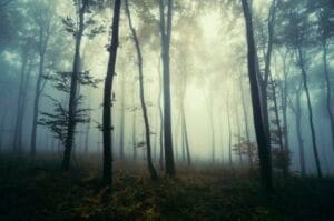 Surreal dark Transylvanian forest on Halloween