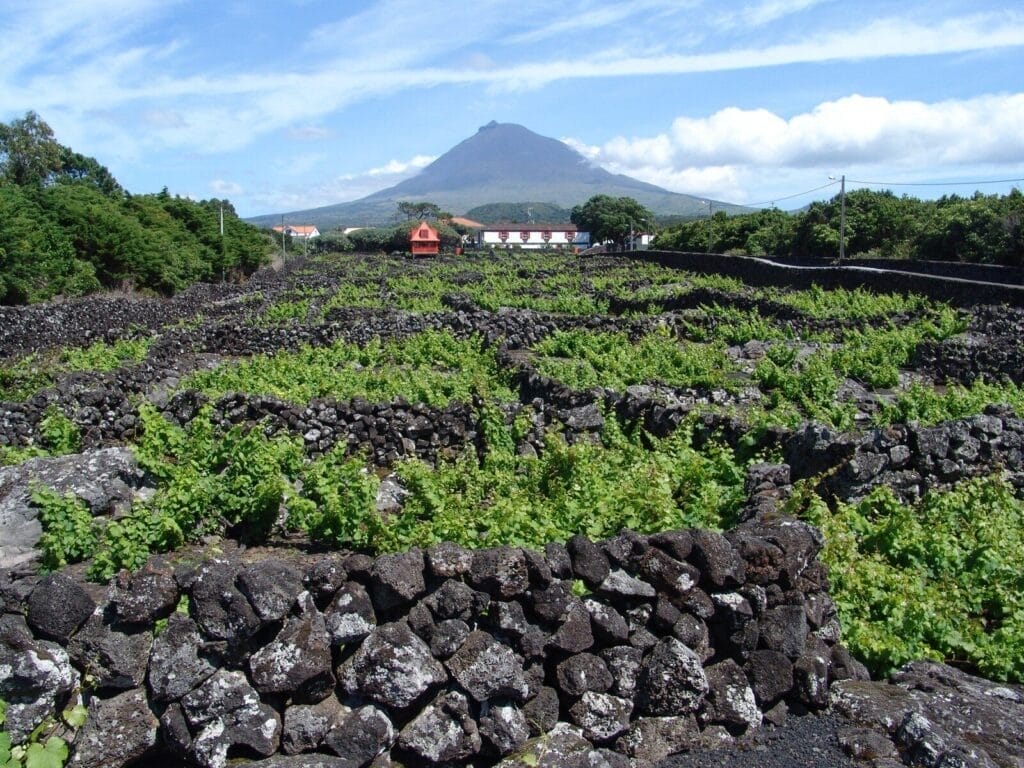 Explorando as Vinhas do Pico: Patrimônio da Humanidade e Experiência de Degustação