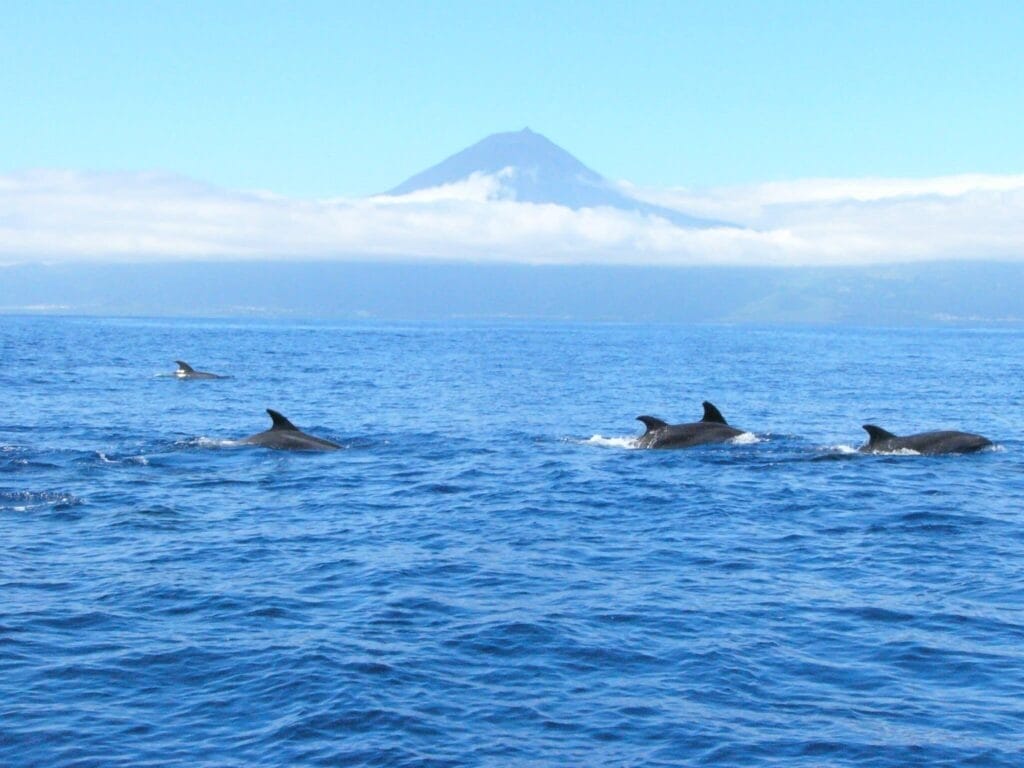 Baleias e Golfinhos: Dicas para Fazer Observação de Cetáceos na Ilha do Pico