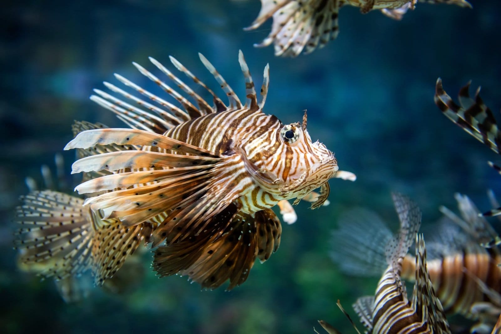 Beautiful lion fish hovering in mid water hunting for small prey
