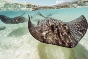 Closeup of two Stingrays swimming in the ocean in the Bahamas