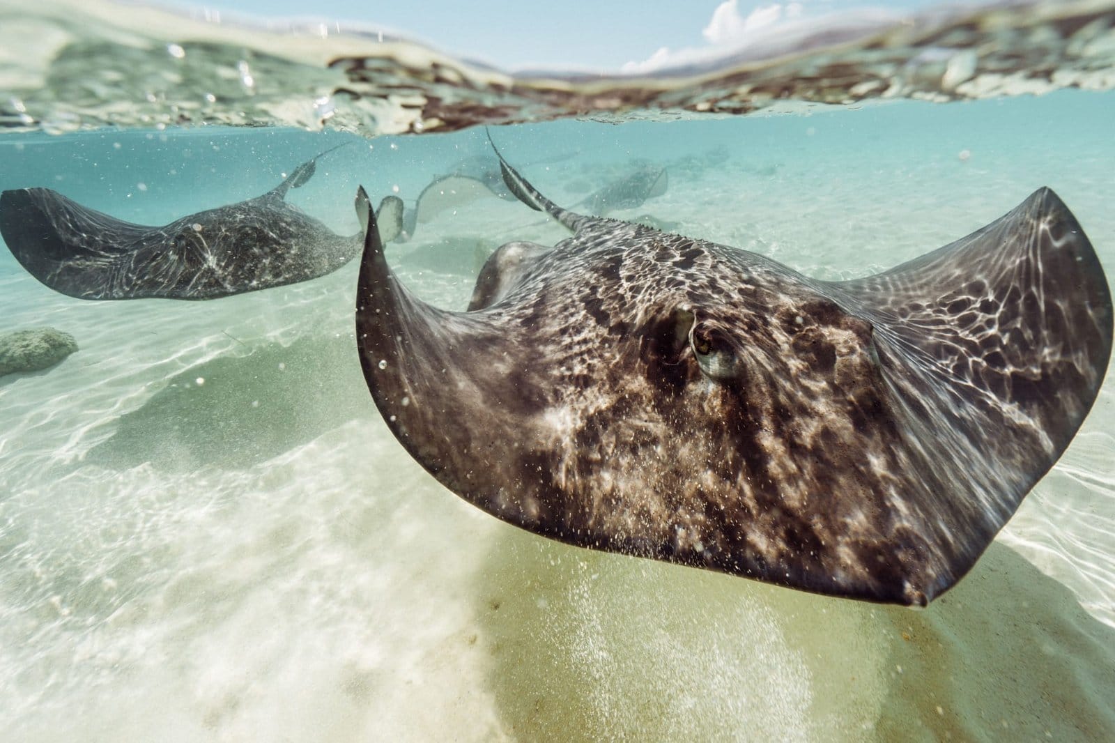 Closeup of two Stingrays swimming in the ocean in the Bahamas