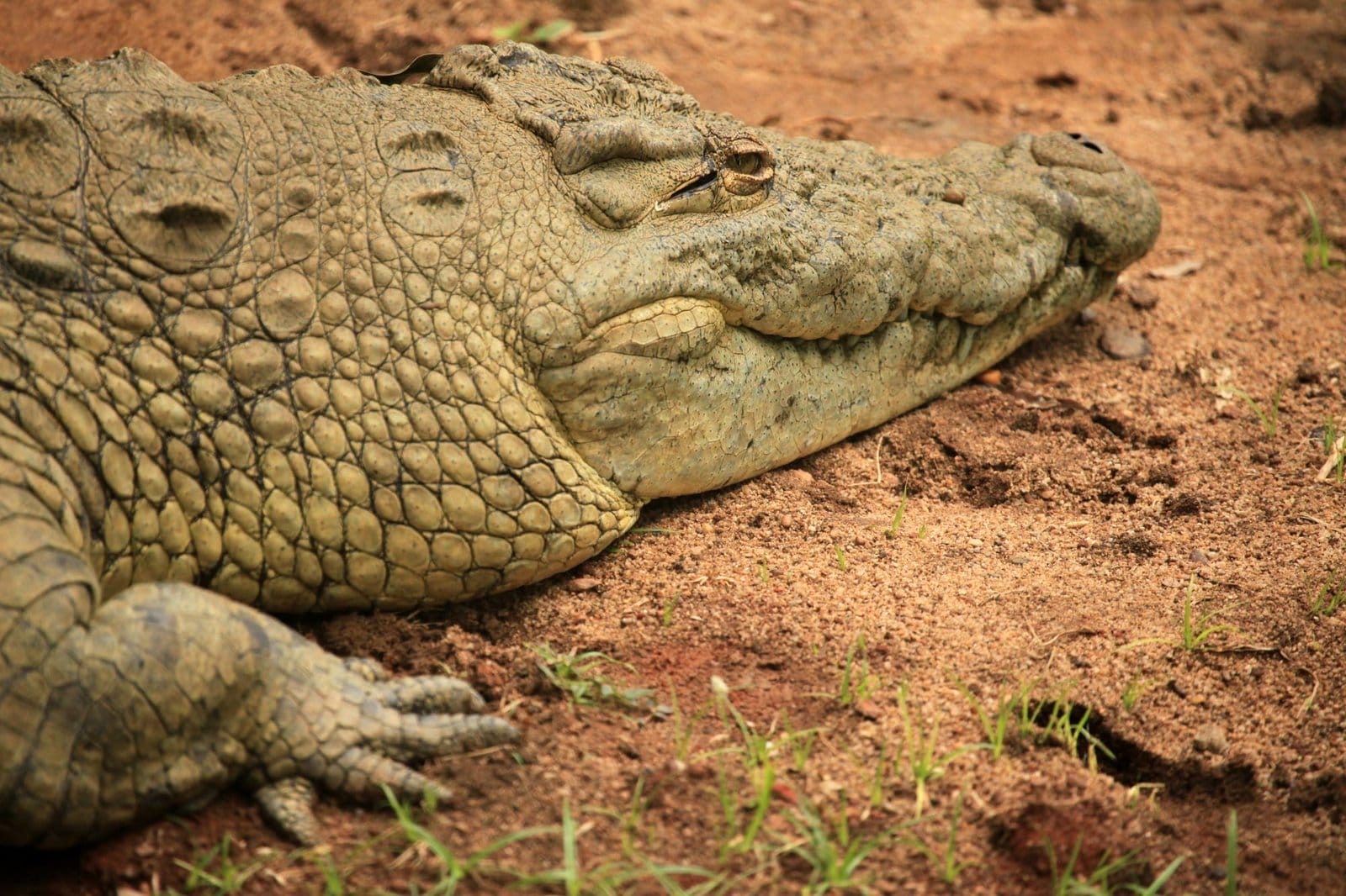 Melhores Passeios e Atividades no Parque Nacional de Mikumi: Um Guia Completo para Viajantes