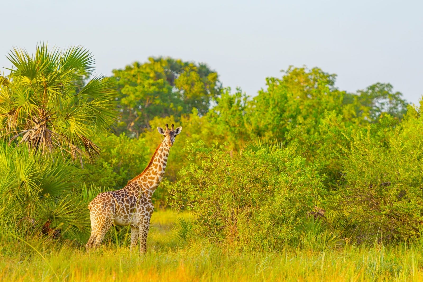 Melhores Passeios e Atividades no Parque Nacional de Mikumi: Um Guia Completo para Viajantes