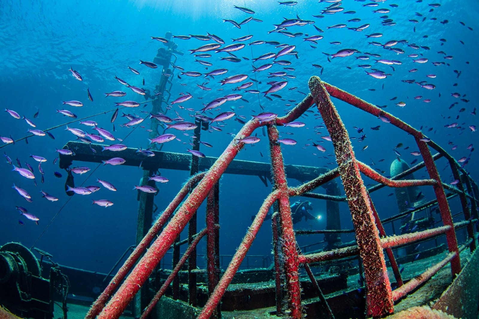The Bahamas, Nassau, Underwater view of fish swimming around shipwreck