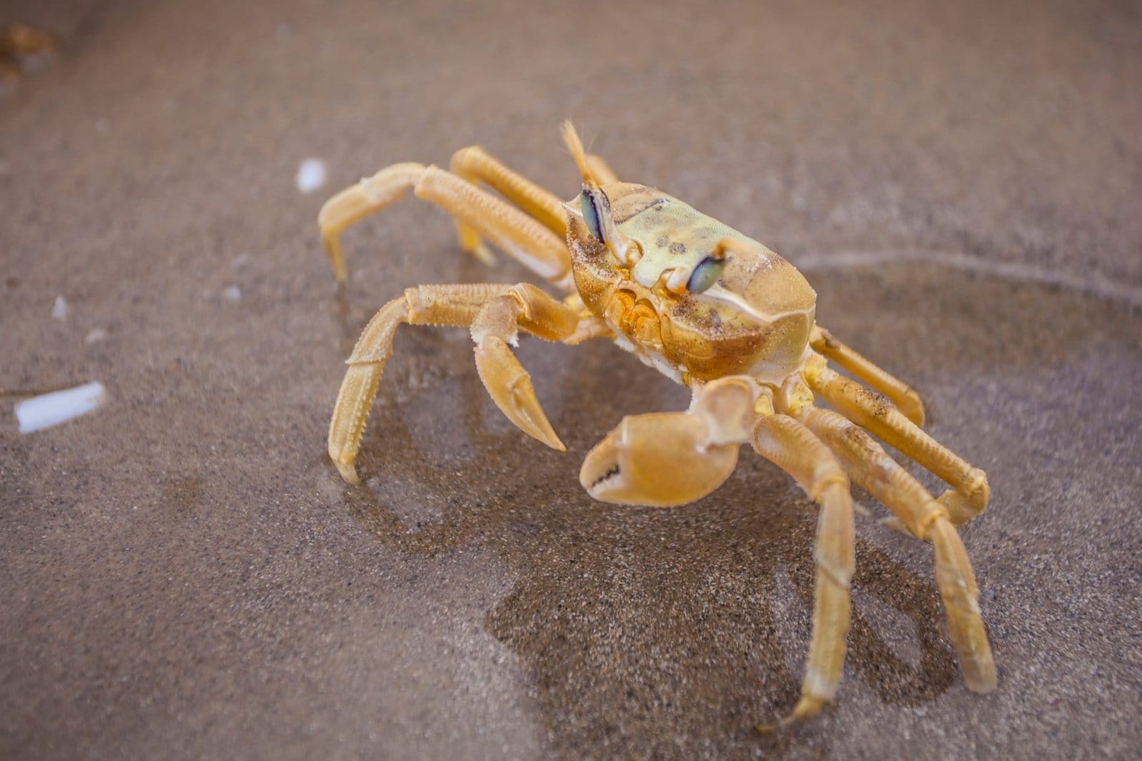 Yellow Crab