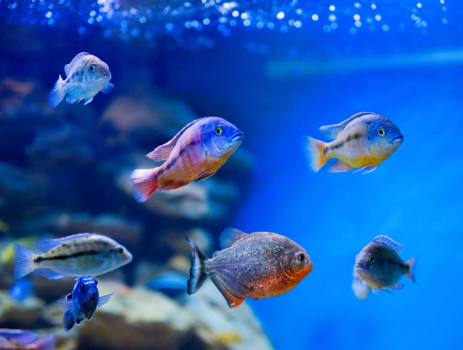 fish fish