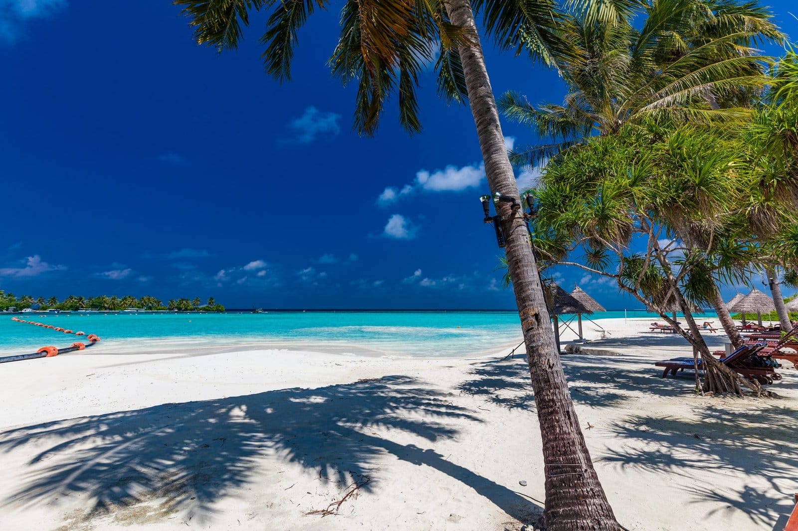 Tropical beach in Maldives with palm trees and vibrant lagoon