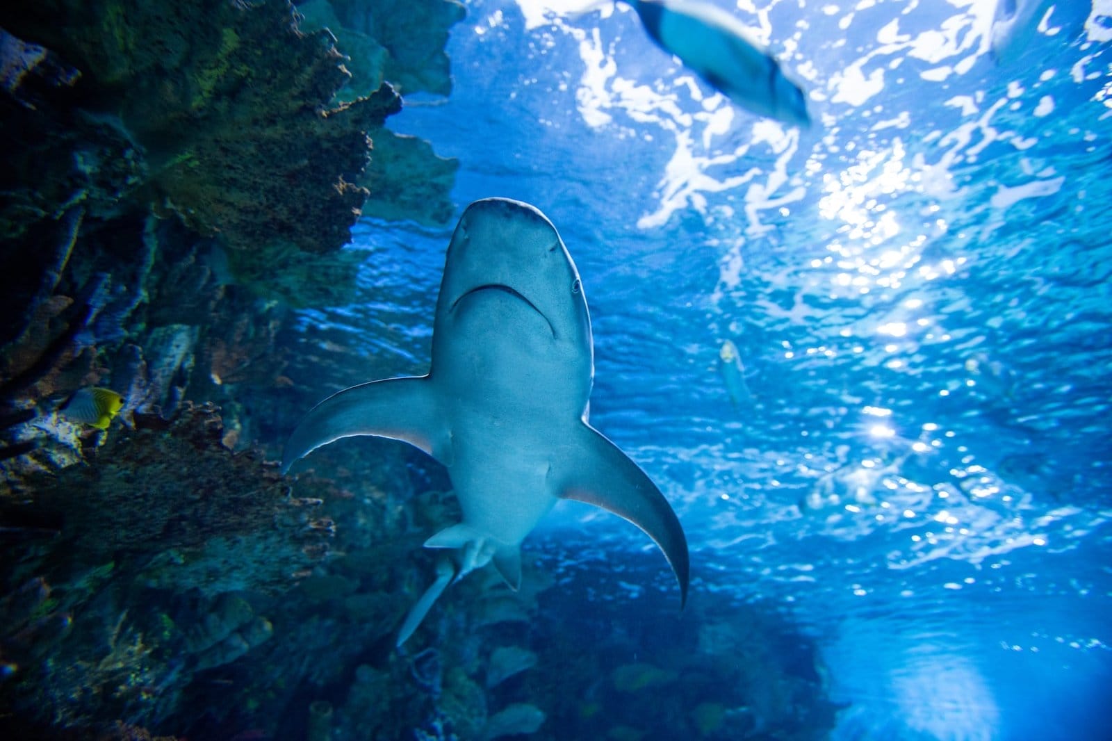 Underwater great white shark