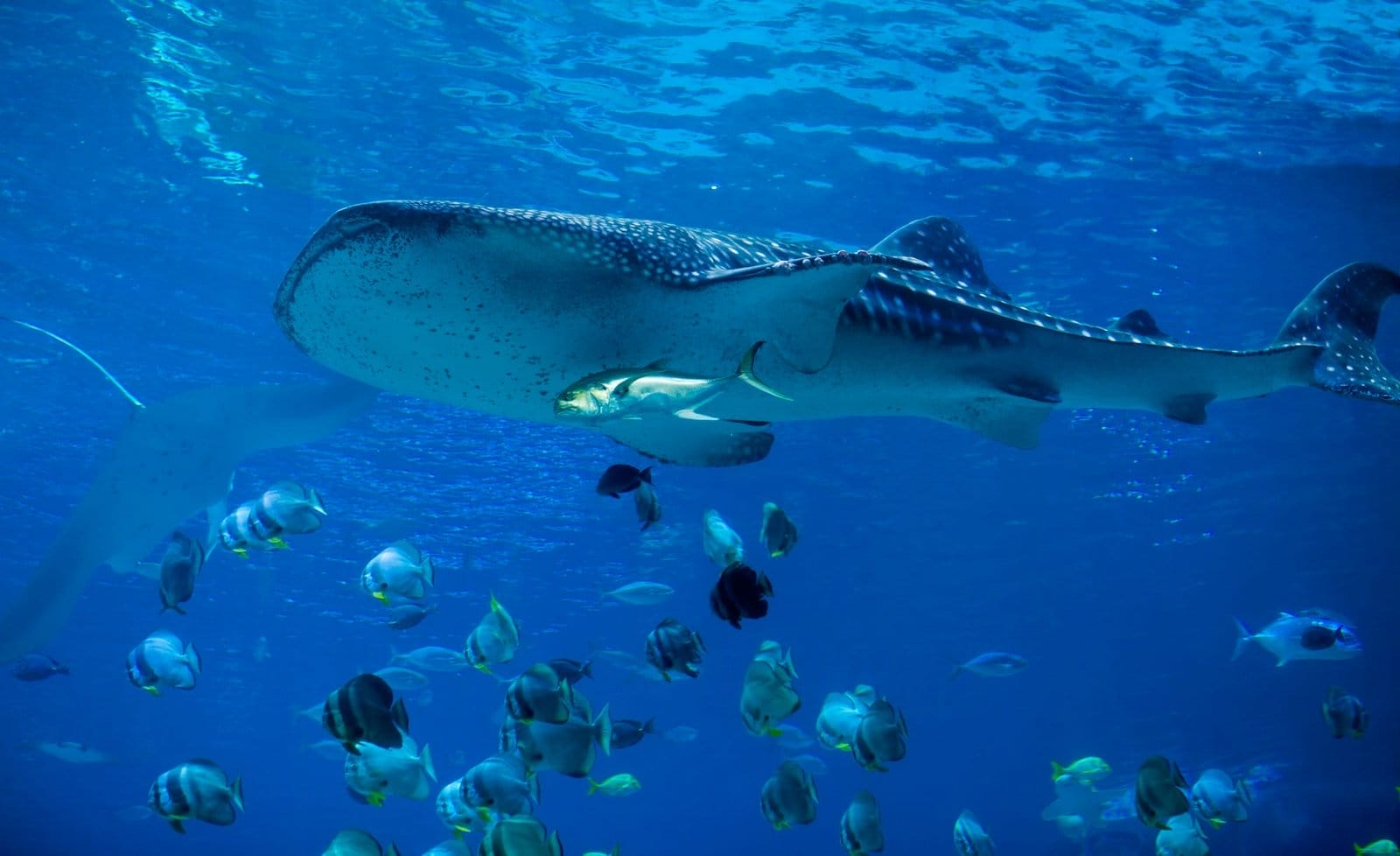 Quando Ir às Maldivas ? Guia Completo Mês a Mês Para Planejar Sua Viagem