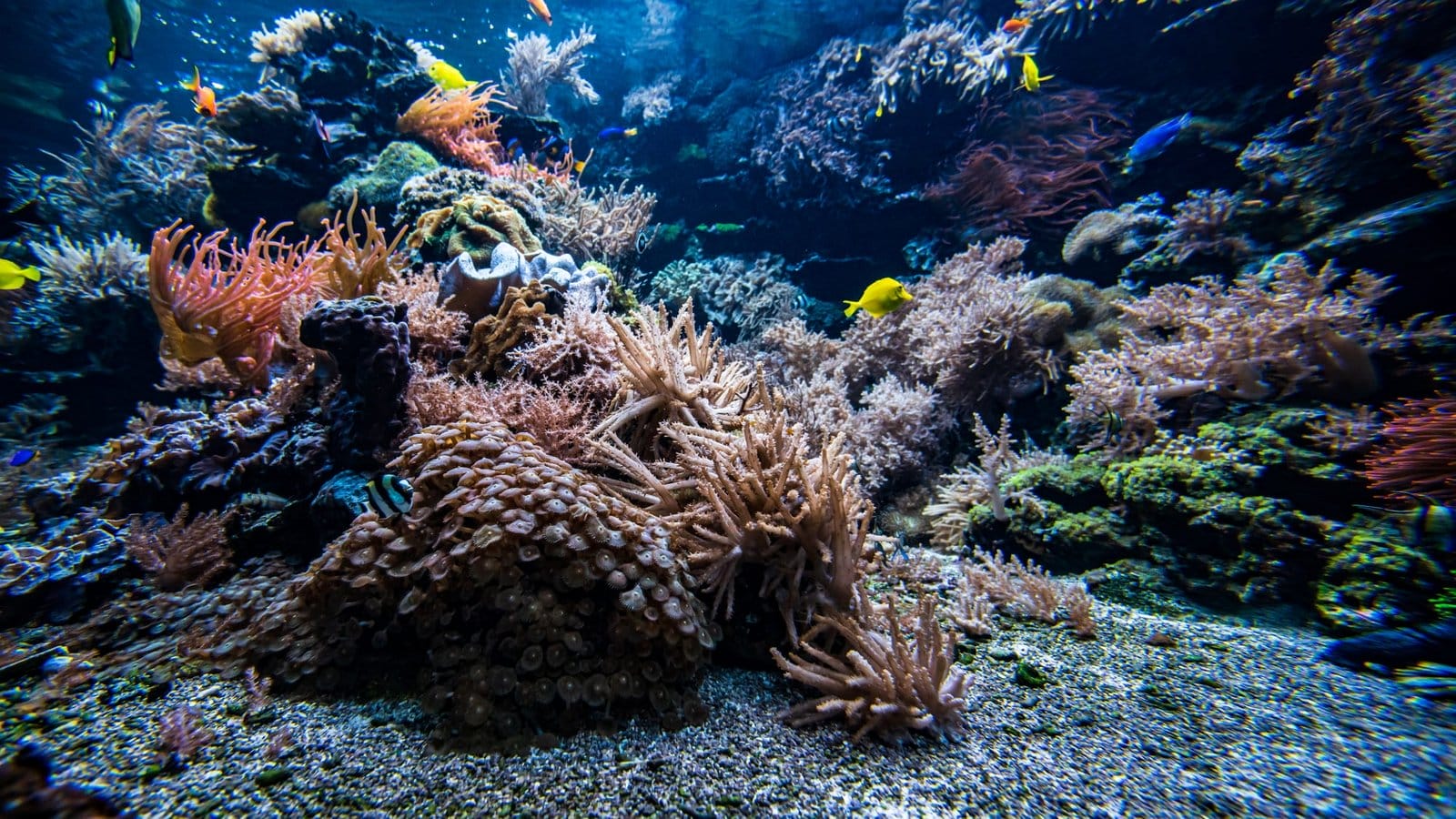 Coral colony and coral fish. Underwater view