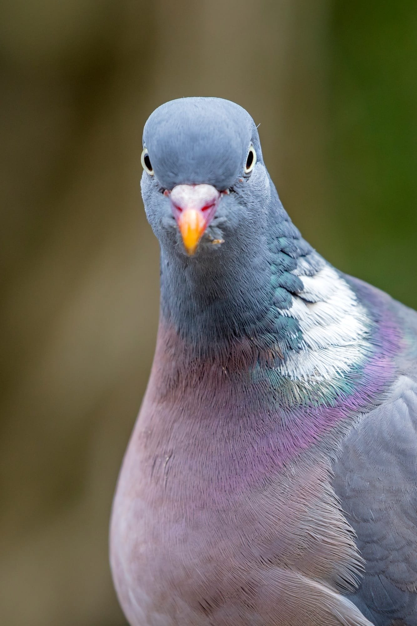 Grey ring dove bird on green background